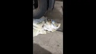 МОНСТР