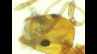 formiguinha ao microscópio