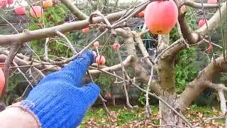 Сохранение урожая в сжатой кроне. ОБРЕЗКА ЯБЛОНИ.