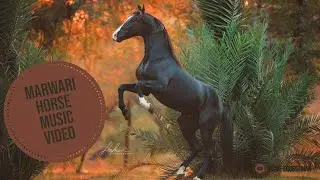 Marwari Horse Music Video