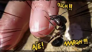 PIQUÉ par 100 FOURMIS BALLE de FUSIL : ÇA FAIT QUOI ?