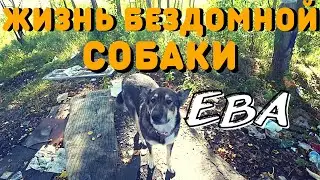 Жизнь Бездомной Собаки | Жизнь собаки на улице | Что есть Бездомная Собака | Как живут Бомжи