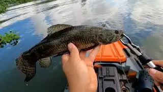 Muitas Traíras na represa de Americana - part 02