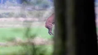 Paring edelhert Belgische Ardennen achter de boom