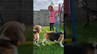 Beagle training tip😉#beagle #beaglelife #dogtricks #doghack #cutedogs