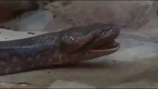 ANACONDA-------АНАКОНДА ЗЕВАЕТ