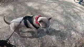 Thai Ridgeback cute dog is walking and playing in beautiful spring day