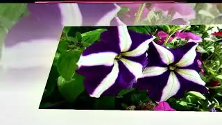 Радость Бытия.  От Миши Гуськова