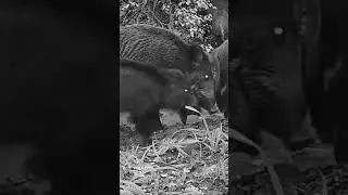 Cinghiale 🐗, 🐗 🐗, Wild Boar 🐗 🐗 🐗 Sanglier 🐗 🐗 🐗