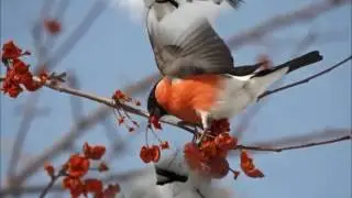 Фильм Зимующие птицы