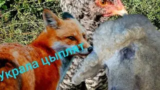 КУДА ПРОПАЛИ ЦЫПЛЯТА?!😢🦊🦊🦊СВИНЬЯ ЗАГУЛЯЛА, НО ХРЯКА НЕ ПОДПУСКАЕТ💔