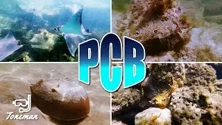 Snorkeling in Panama City Beach | Devil Rays, Large Sea Hares and More!!