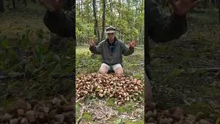 Вялотекущий грибной сезон 2024 в Беларуси 😬