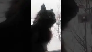 СОВА 🦉 открывай МЕДВЕДЬ 🐻 пришёл!!!