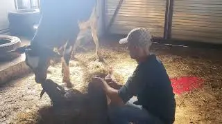 Отел Айширская нетель