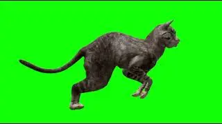 Black Cat running green screen  video 