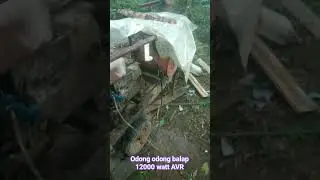 Odong odong balap, 12000 AVR