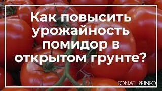 Как повысить урожайность помидор в открытом грунте? | toNature.Info
