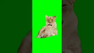Lion🦁green screen free | green screen lion 