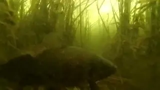 Карп зимой...