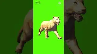 Lion walk green screen /ncr green screen