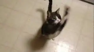 Frustrated Kitty