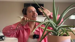 Aloe Vera tips and how to keep yours alive and thriving!