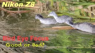 Cute American Coot chicks fighting for a fish Nikon Z8 With Nikon AF-S Nikkor 200-500MM  4K