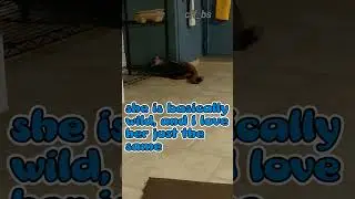 #cat #playing #specialneeds