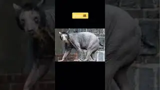 😥Animals that you've never seen without hair😥 