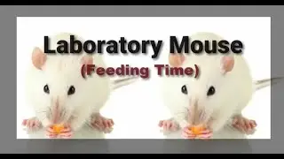 Laboratory Mouse | Feeding Time  | Pharmacy Lab  | CoU