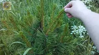 Природа. Северный край. Мой сад 19.06.20