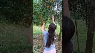 Rambutan Fruits #buhayprobinsya #shorts