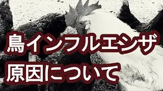 鳥インフルエンザ　原因について