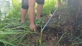 how to propagate canna lillies super easy