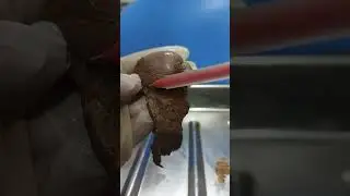 Real Viscera of testis 