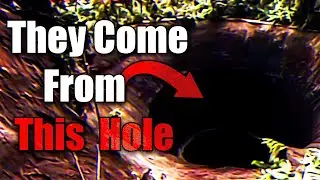 WARNING Massive Creatures Are Appearing. | Prehistoric Emergence (Analog Horror)