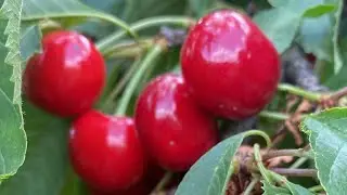 Из Сибири на Кавказ/ Рождение утят/ утята и цыплята прибавляются/ неизданное за май/