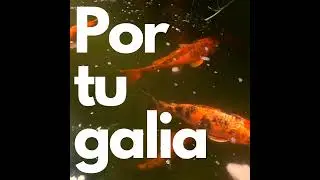 Kwiaty - Portugalia