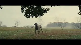 DOGDAYS - fx30 footage - Anamorphic lens