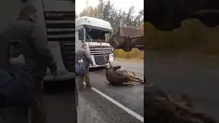 Лось в кабине фуры