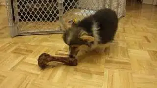 How many licks does it take to get to the center of a bone?