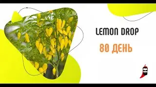 Отсрый перец Lemon Drop на 80 день