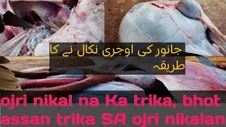 Janwar ki ojri nikal na ka trika | how to remove intestine | easily oiri nikal na ka trika