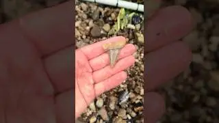 I Found The Rarest Fossil in The World!