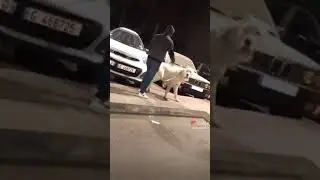 Большой собака  | 