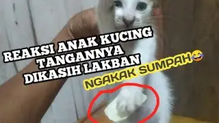 TANGAN KUCING DITEMPEL LAKBAN