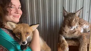 Foxes and lynxes. Feud and jealousy...
