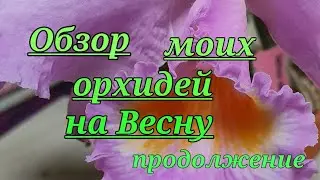 Обзор моих орхидей на Весну 2020.2 часть продолжение.
