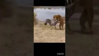 lion kil zebra ll lion bite zebra ll#viral #youtubevideo